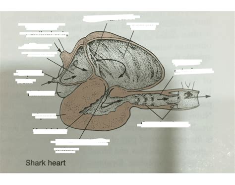Midsagittal Section Shark Heart Quiz