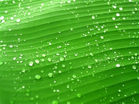 Free Images Water Nature Grass Droplet Drop Dew Liquid Growth