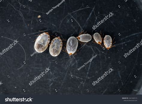 Close Dog Ticks Flea Under Microscope Stock Photo 1641482515 Shutterstock