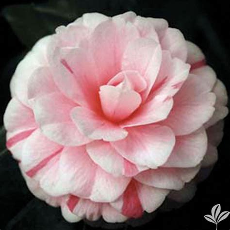 april dawn cam too camellia nursery