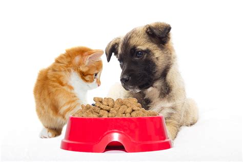 The Importance Of Good Nutrition For Your Pets Atx Animal Clinic