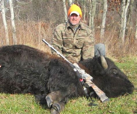 Why Hunting For Buffalo Should Be A Priority Tioga Boar