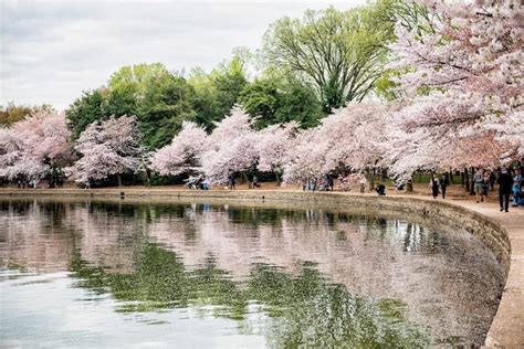 5 Stunning Spots In Which To Admire The Cherry Blossoms This Season Secret Dc