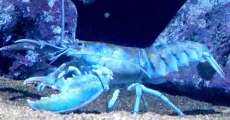 How Much Does A Blue Lobster Cost Details On Rare Crustacean