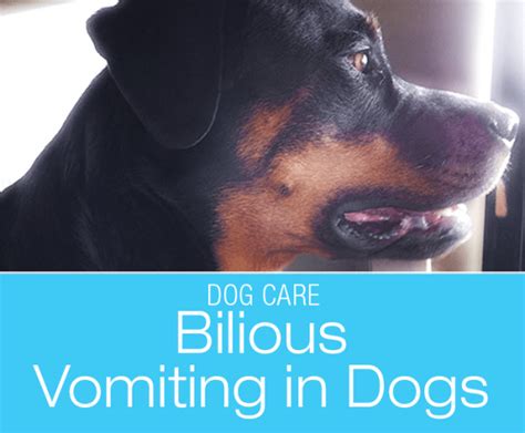 Bilious Vomiting Syndrome In Dogs Too Much Stomach Bile