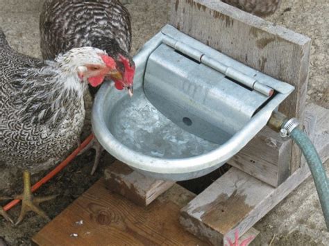 27 Diy Chicken Feeder And Waterer Plans And Ideas The Poultry Guide