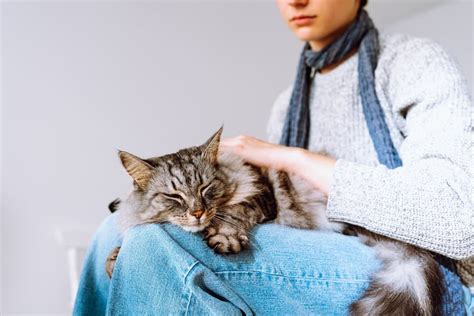 Blood In Cat Stool 11 Common Causes Great Pet Care