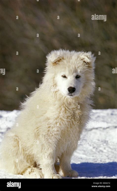 Samoyed Hi Res Stock Photography And Images Alamy