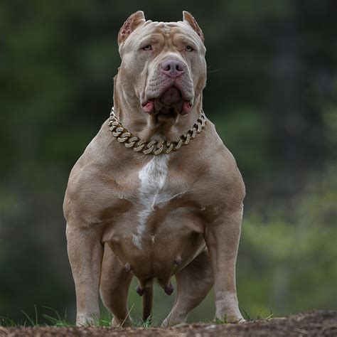 All colors and patterns are acceptable. XXL Merle Tri Blue Pitbull Bully Females-Swag Kennels
