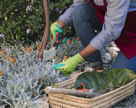 Free Photo Male Gardener Harvesting The Flower With Secateurs