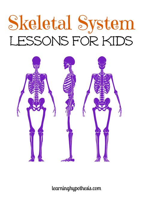 Skeletal System Lessons For Upper Elementary Students