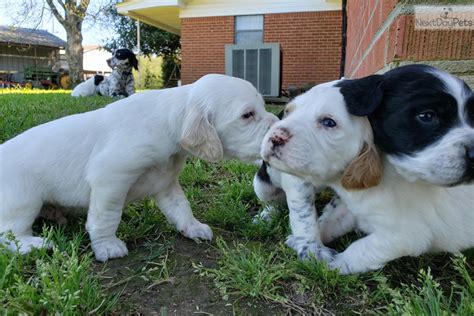 English Setter Puppy For Sale Near Monroe Louisiana 6489a190 5f01