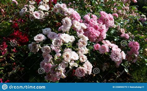 Blooming Sweet Mini Roses Stock Image Image Of Leaf 226850279