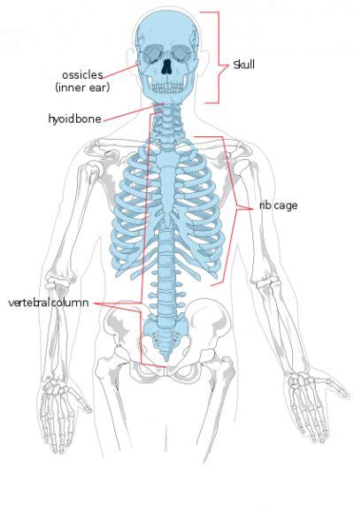 Ankylosing Spondylitis Physiopedia Axial Skeleton Human Skeletal