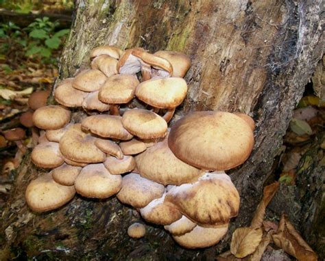 Photo Of A Group Of Honey Mushrooms On Stump Showing The Spores