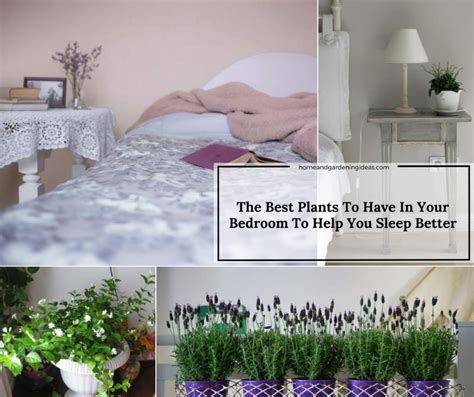The Best Plants To Have In Your Bedroom To Help You Sleep Better Home