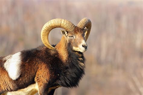 Tour 3 Mouflon Hunting In Le Mas Hunting In France