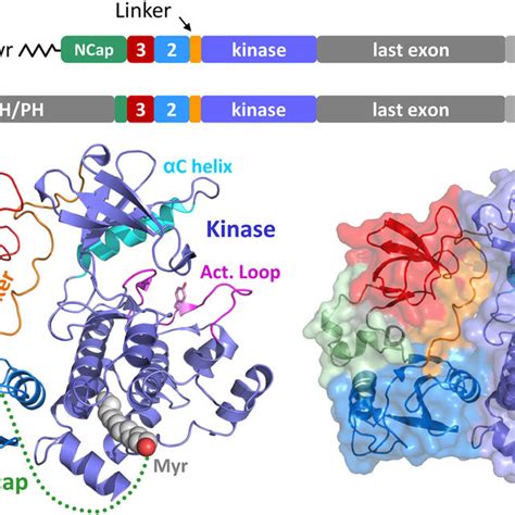 The Abl Sh3 Domain Interacts With The Sh2kinase Linker In
