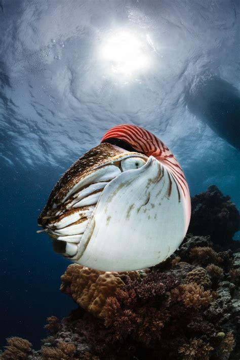 Nautilus Eye By Phil Symonds 500px Ocean Creatures Underwater
