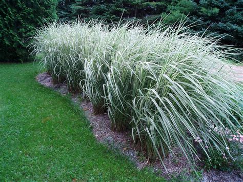 Lovegrass Farm: Miscanthus sinensis 'Variegatus' Ornamental Grass at ...