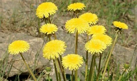 Dandelion Herb Benefits Uses And Side Effects