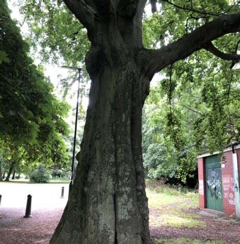 Portfolio Northumbria Veteran Tree Project