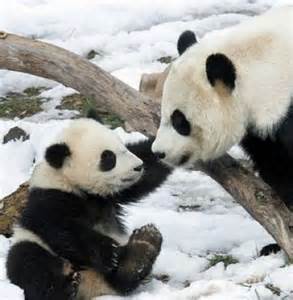 Image result for Cute baby Panda