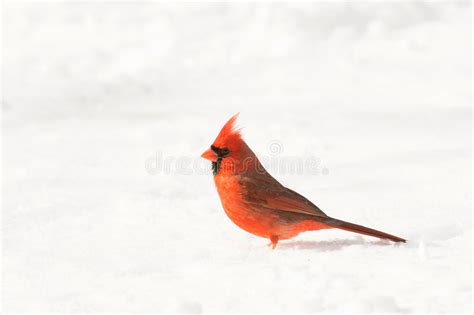 Male Northern Cardinal Stock Photo Image Of Northern 52294650