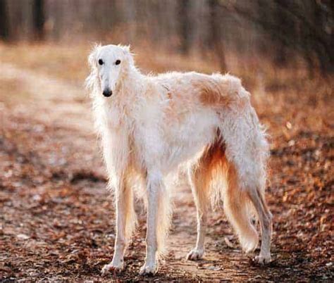 7 Skinny Dog Breeds That Youll Love Slim Lanky Tall And More