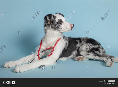 Border Collie Image And Photo Free Trial Bigstock