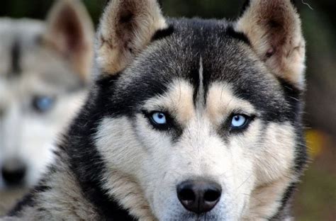 Husky Siberiano Características Comportamiento Cuidados Perro