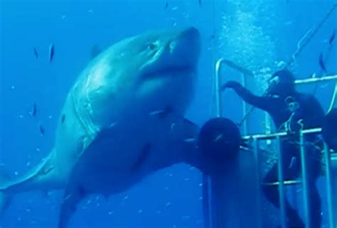 Largest Great White Shark Ever Caught On Camera You Have To See How