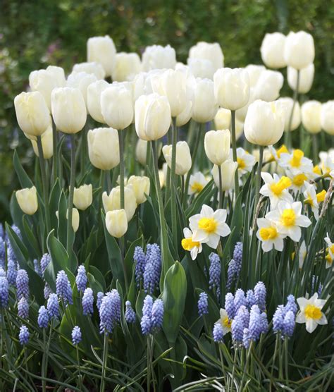 How To Care For Spring Flower Bulbs After They Bloom Longfield Gardens