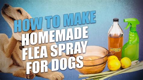 Diy Homemade Flea Spray For Dogs 3 Cheap Natural Recipes Youtube