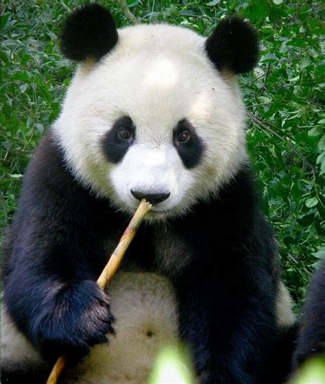 Panda Bear Animals Photo 31984297 Fanpop