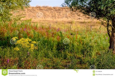 Exuberant Flowering Wild Plants In A Nature Reserve At The