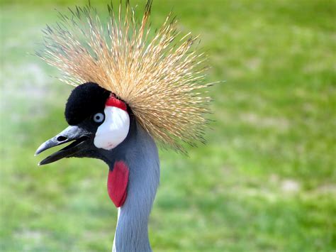 Free Images Spiky Hair Wildlife Zoo Beak Fauna Vertebrate