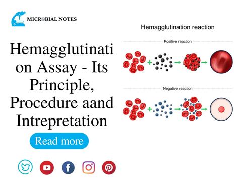 Hemagglutination Assay Its Principle Procedure And Interpretation Microbial Notes