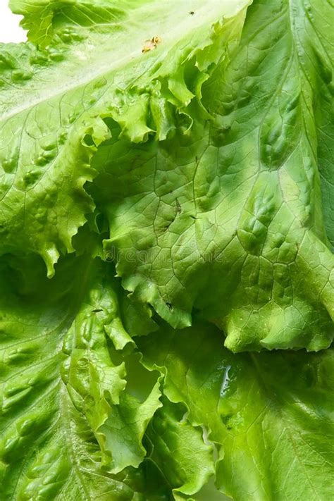 Green Big Fresh Lettuce Leaves Stock Photo Image Of Bright