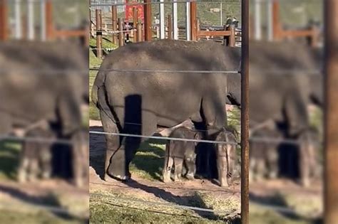 Baby Elephant Twins Born At Syracuse Zoo