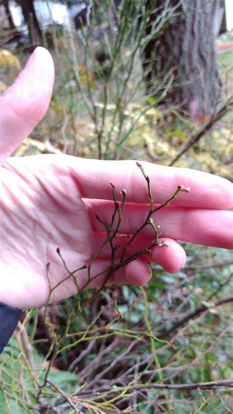 Are there any edible huckleberries in the wild? Vaccinium spp. - Huckleberries; Zone 3; H:2-4ft; W:2-4ft ...