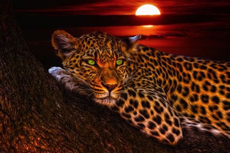 Animal Leopard 4k Ultra Hd Wallpaper