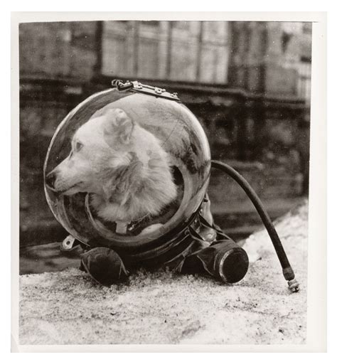 The Stray Dogs That Became Soviet Space Heroes Wired