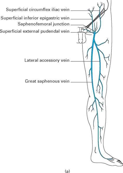 Alexey portnov, medical expert last reviewed: The veins of the lower limb