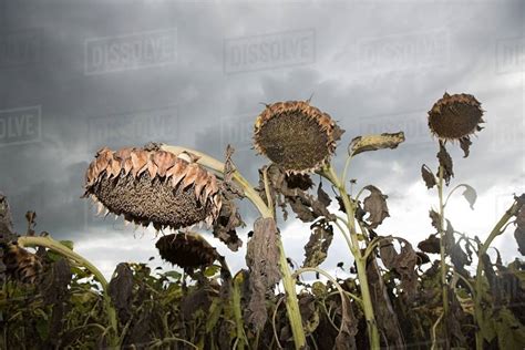Dried Sunflowers In A Field Stock Photo Dissolve