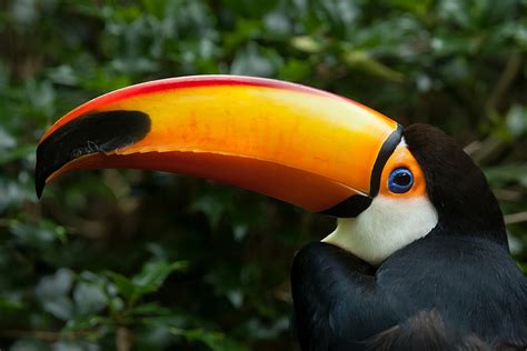 Top Wildlife Experiences In Costa Rica Kimkim