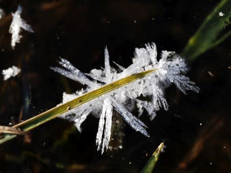 Premium Photo Original Ice Crystals On Plants