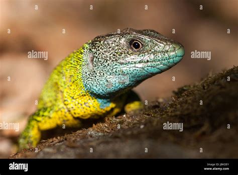 Nice Yellow And Blue Lizard In Its Natural Habitat Stock Photo Alamy
