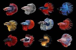 Types Of Betta Fish Which Is The Perfect One For You Betta Fish