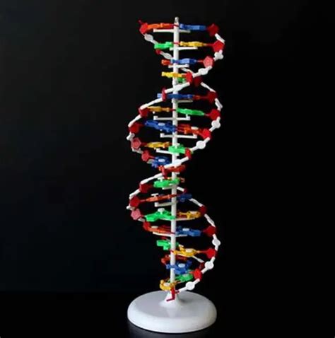 Cm Dna Structure Model Base Pair Genetic Gene Dna Dna Double Helix